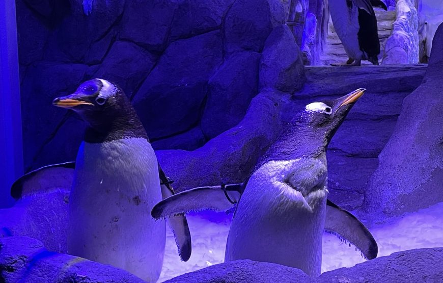 Underwater World Dubai Mall + Penguin