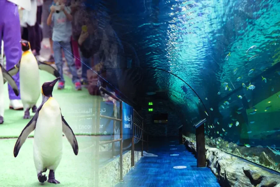 Underwater World Dubai Mall + Penguin